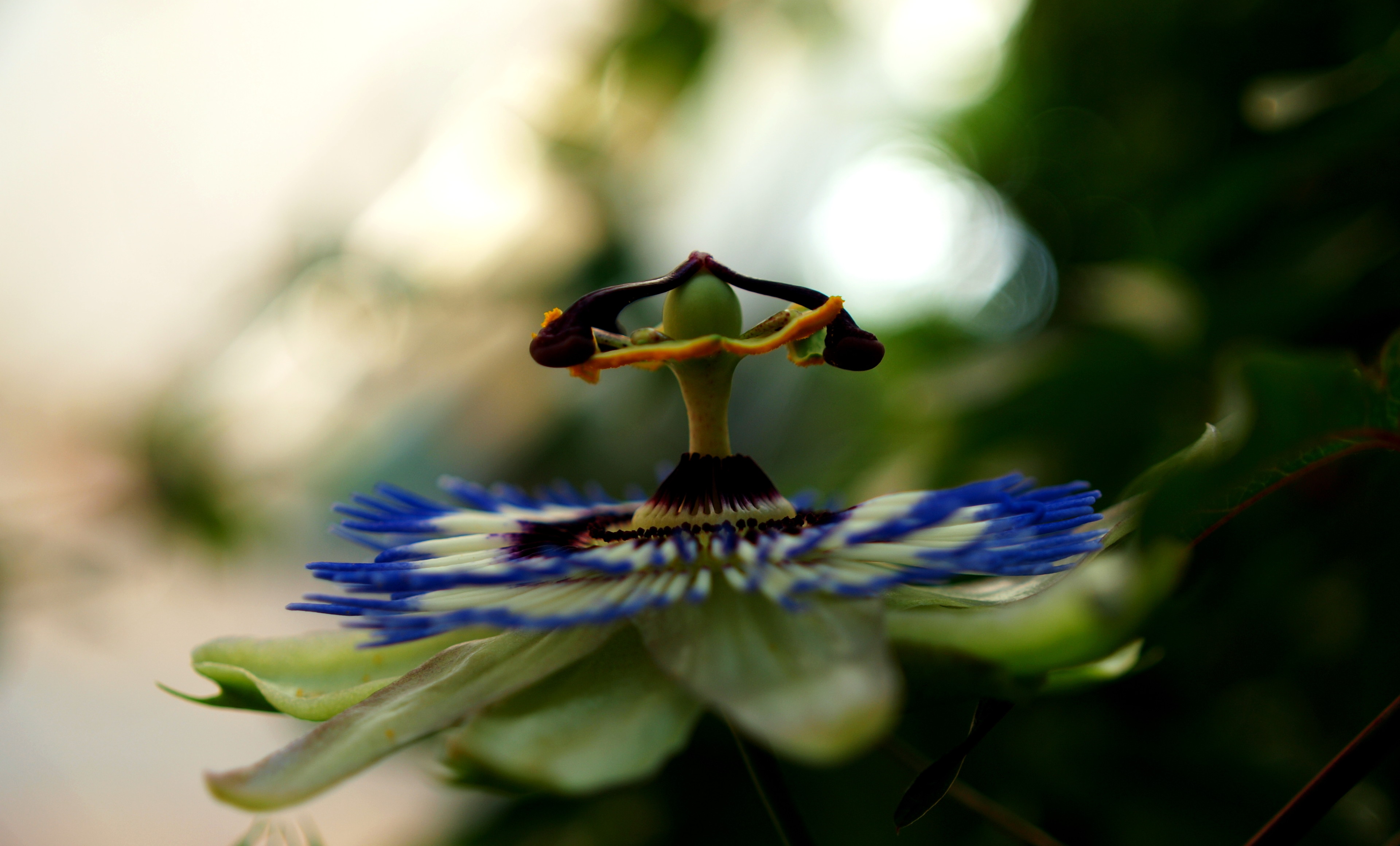 Passion flower by Irene Gr