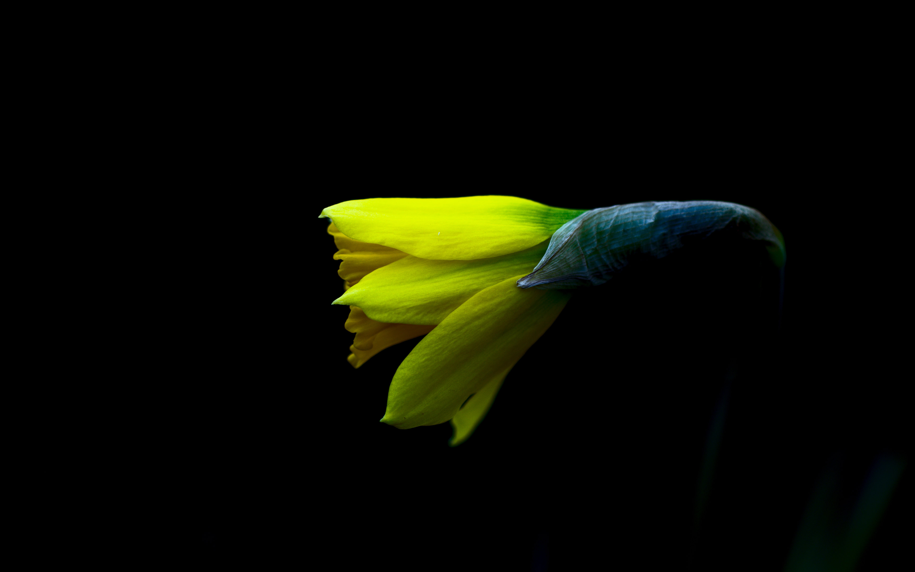 Spring by Peter Apas